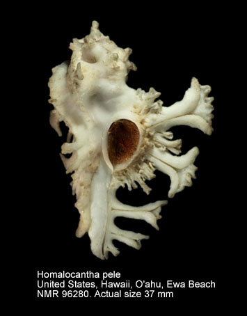 Homalocantha pele (4).jpg - Homalocantha pele (Pilsbry,1918)